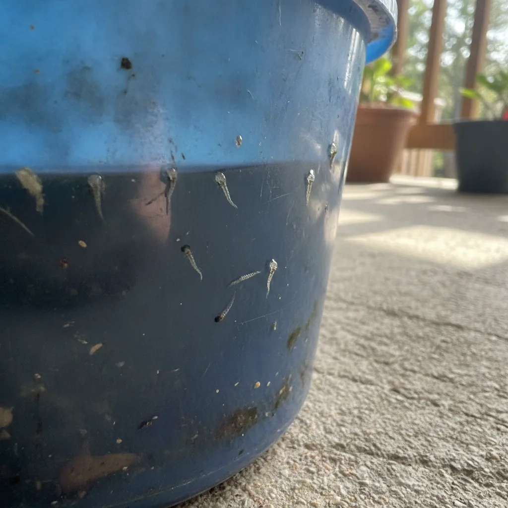 Mosquito larvae hanging just below the surface of standing water in a blue bucket.