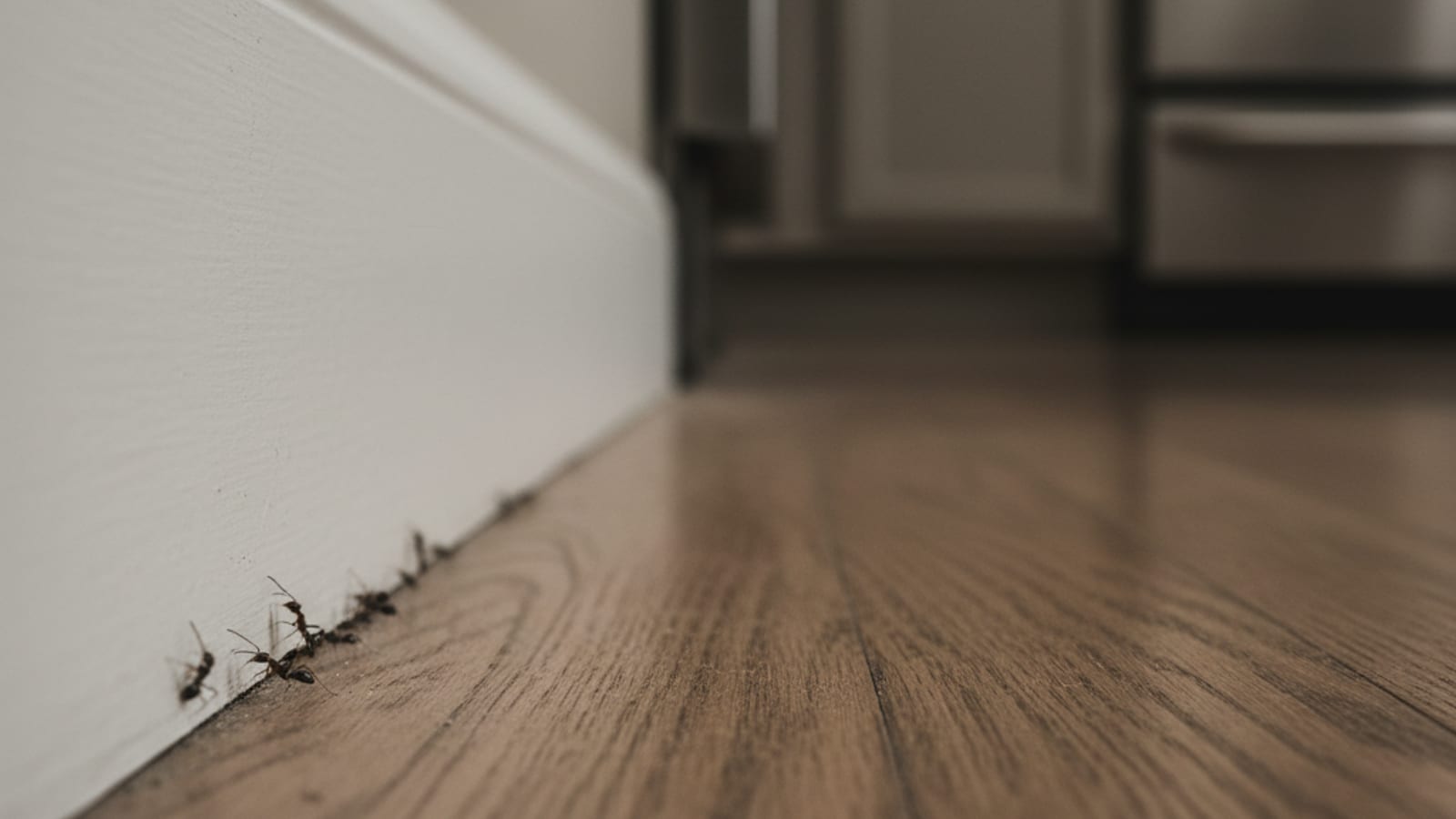 A close view of a thin trail of Argentine ants moving along a kitchen baseboard in a San Diego home